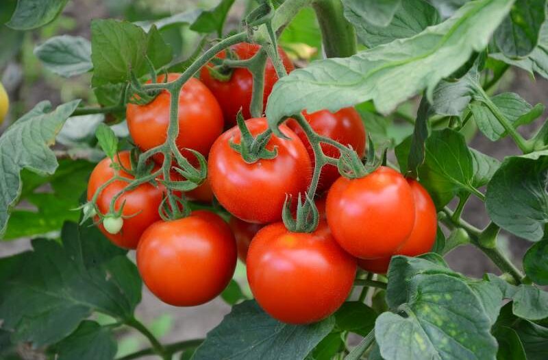 Optymalny czas zbioru i pielęgnacja pomidorów uprawianych w terenie otwartym