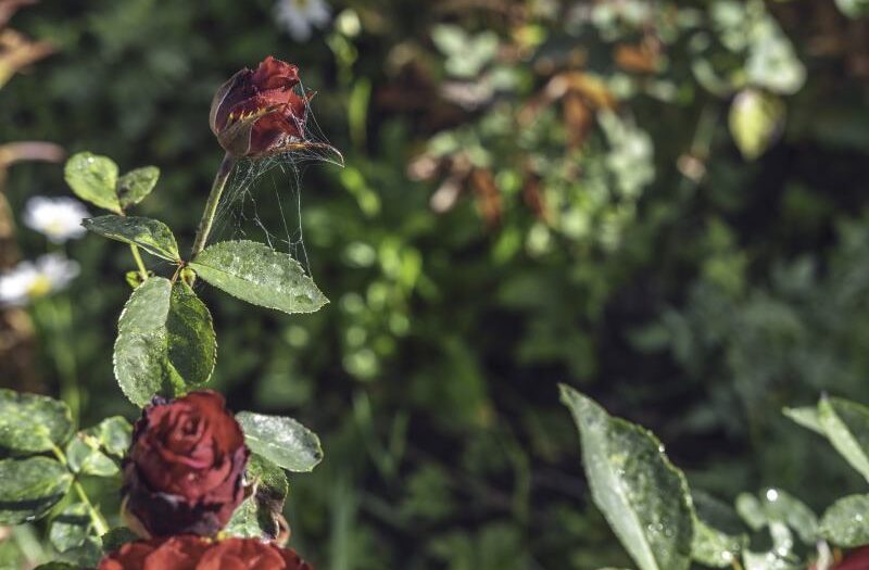 Instrukcja obsadzania róż w ogrodzie – kiedy i jak to robić z obrazowym przewodnikiem