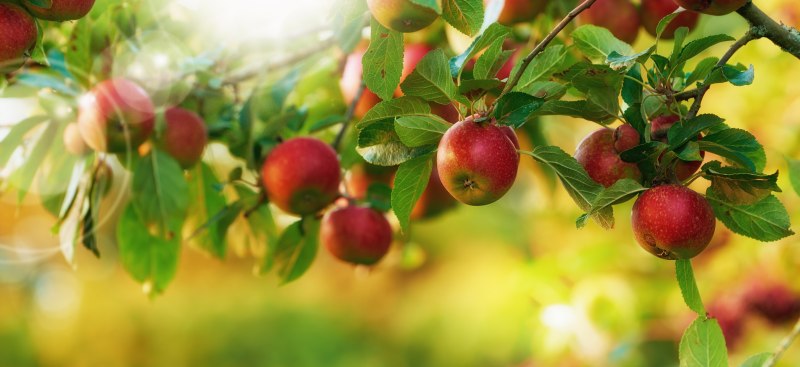 Uprawa nowoczesnych odmian jabłoni w domowym sadzie: pielęgnacja i wybór odmian