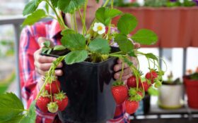 Truskawki w doniczce - wybór odmian, termin sadzenia, sposoby uprawy. Jak hodować truskawki na balkonie.