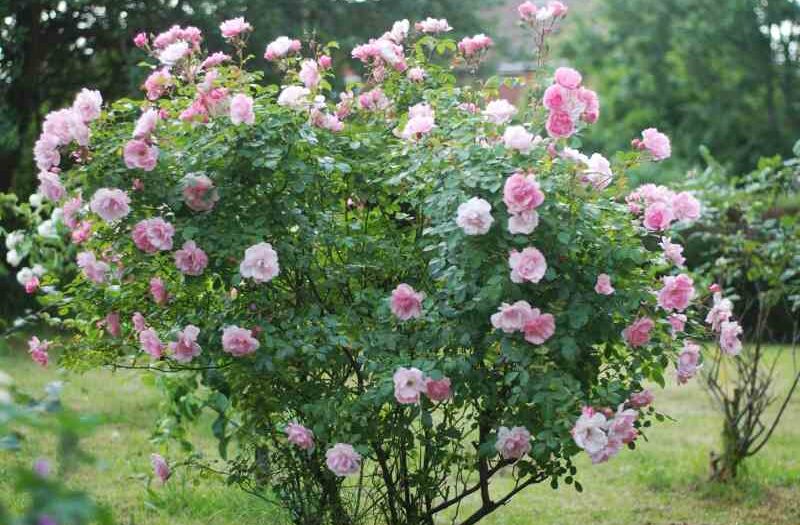 Uprawa dzikiej róży w ogrodzie: cechy i metody pielęgnacji